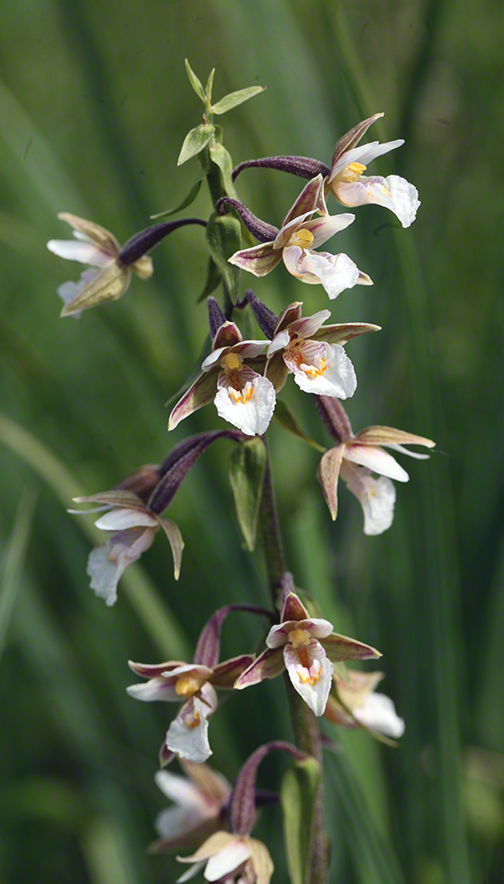Epipactis palustris – Sumpf-Ständelwurz